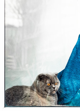 lop-eared scottish cat on home windowの写真素材