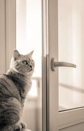british cat on windowsil near opened balconyの写真素材