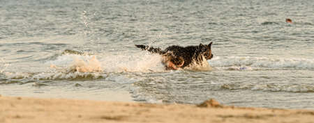 long-haired German Shepherd playful dog running at sea beachの写真素材