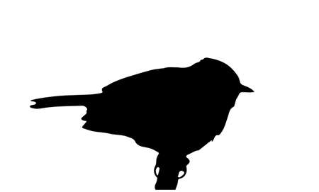 bird on branch, silhouette on whiteの写真素材