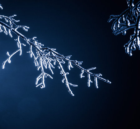 winter frozen iced branches at lunar night