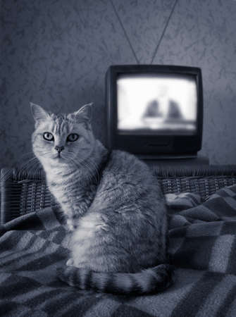 british cat on bed near old retro antenna analogue TV, live newsの写真素材