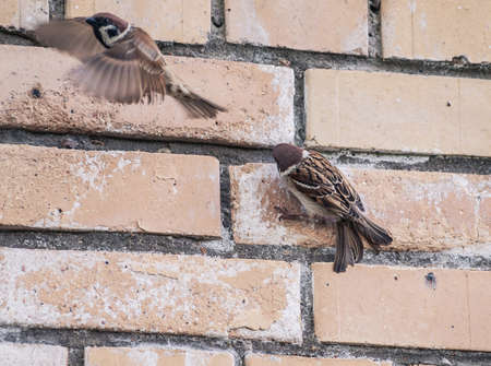 Tree Sparrow on brick wall have a mineral feedingの写真素材