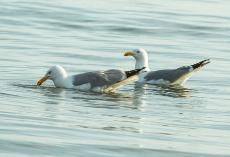 the Caspian gull (Larus cachinnans) birds pairの写真素材