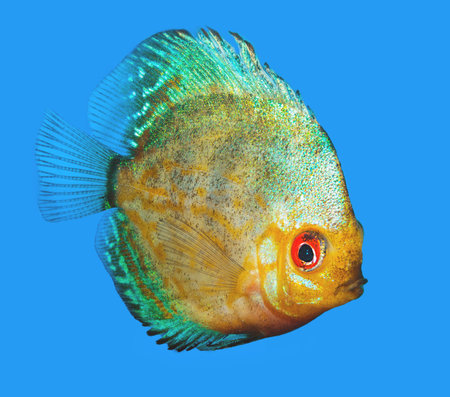 Discus, exotic tropical freshwater aquarium fish, isolated on blue