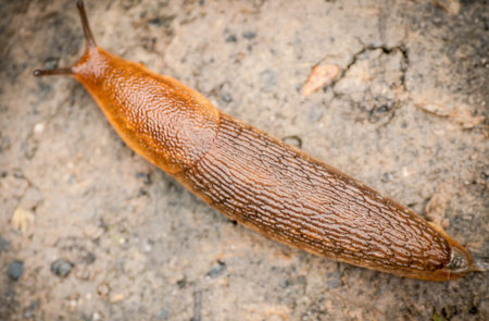 the Slug Arion