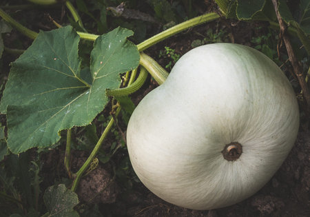 unripe growing pumpkin squash on ground