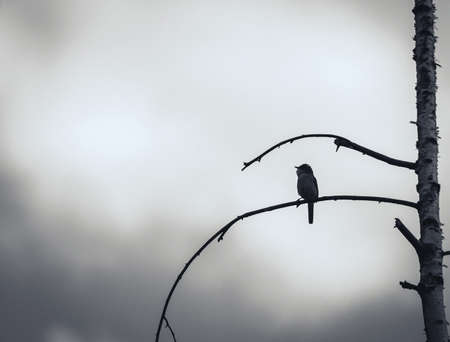 lone warbler bird on dead dry treeの写真素材