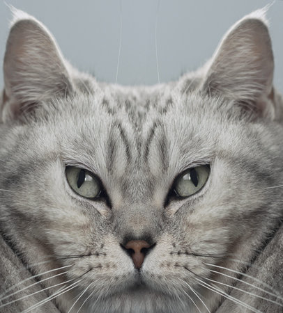 digital altered portrait of british cat