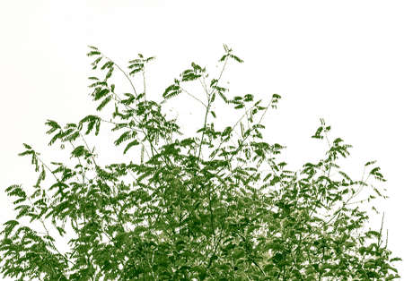 Acacia tree branches top, isolatedの写真素材
