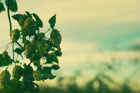 Hops ripe fruits on branchの写真素材