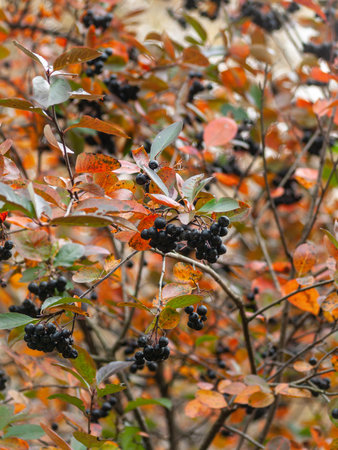 autumnal elderberry shrub, close up