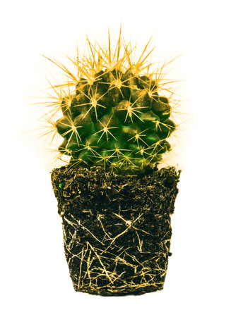 the Echinocactus Grusonii, root systemの写真素材