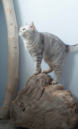 british chinchilla cat on decorative tree stumpの写真素材