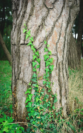 ivy climbs on pine trunkの写真素材