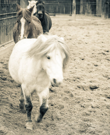 pony little horses walking in line at ranchの写真素材