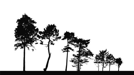 different pine trees, silhouettes setのイラスト素材
