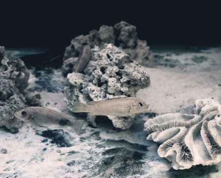 aquarium bottom decoration, coral reef lifeの写真素材