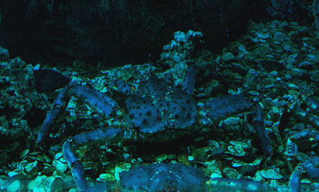 the king crab. also the Alaskan or Kamchatka crab (Paralithodes camtschaticus)の写真素材