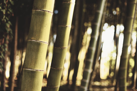 ripe dry bamboo trees, closeup