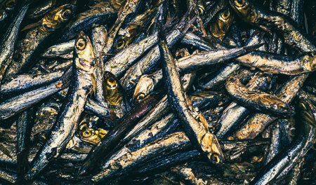 Anchovy fishes smoked, close upの写真素材