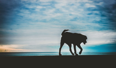 stray homeless dog on embankment