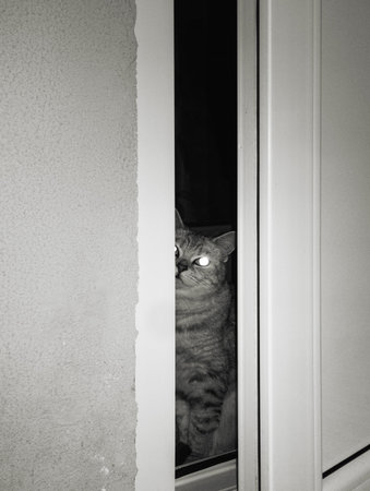 british cat in the doorwayの写真素材