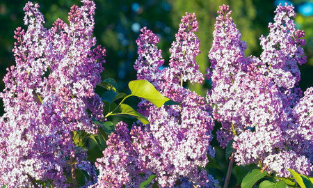 Lilac shrub flowering in garden, closeupの写真素材