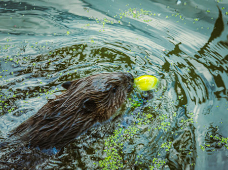 an european water rat nutria , swimmingの写真素材