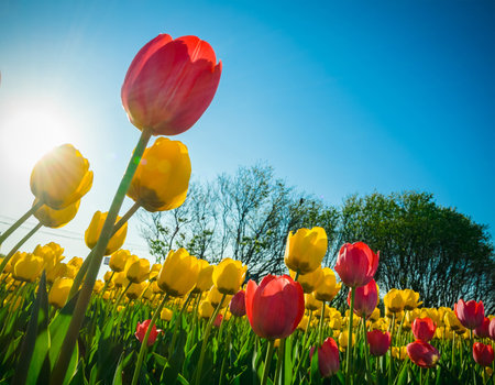 Colorful tulips and sunny clear skyの写真素材