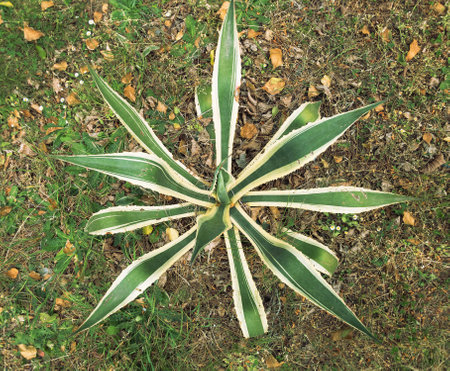the Agave Variegated, plant in the wildの写真素材