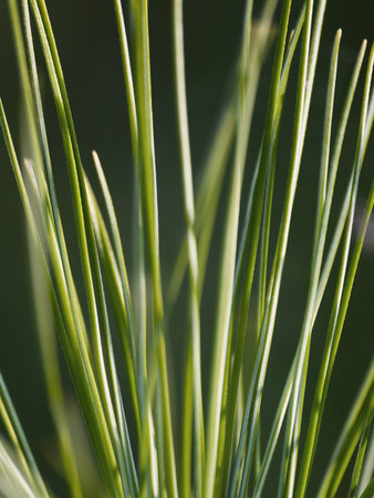 Chive sprouts (Green arrow onion) closeupの写真素材