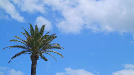 The top of one palm tree on background of blue cloudy sky. Holiday, trip to south. Shot of one tree and cloudy sky, summer day.の写真素材