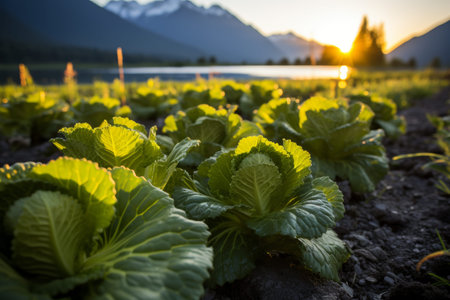 A serene countryside scene with endless rows of vibrant green cabbages stretching towards the distant, snow-capped mountains under a cloudless blue sky.の素材