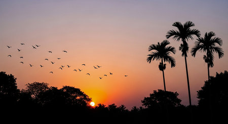 Silhouette of palm trees at sunset with flying birds in the skyの素材