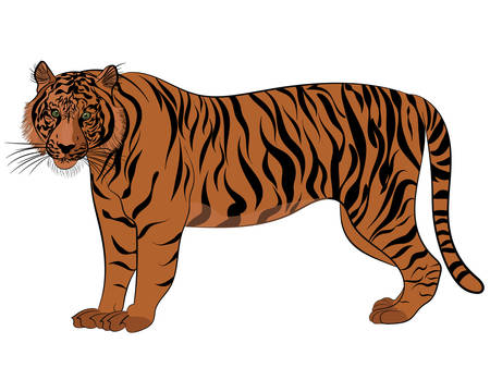 Tiger in vectoring style. Isolated vector illustrationのイラスト素材