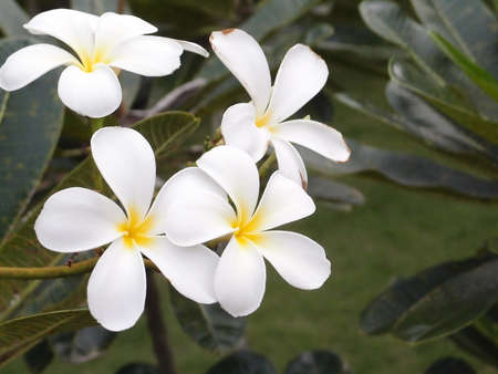 white flowerの写真素材