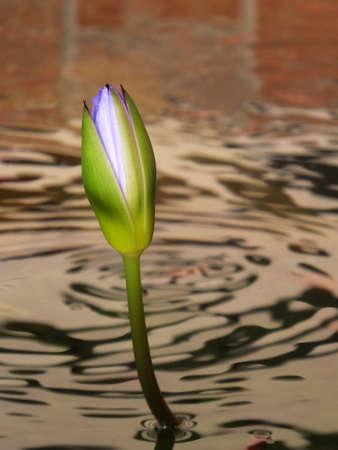 Growing Lotusの写真素材