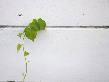 Green leaves on whilte wallの写真素材
