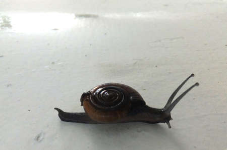 Black Snail  rotate の写真素材