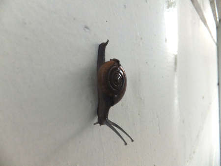 Black Snail  Original の写真素材