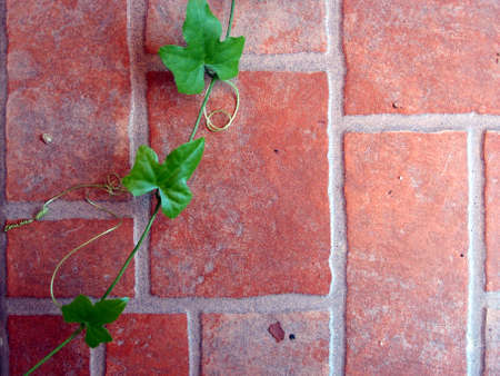 Green leaves on white floorの写真素材