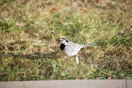 White dancer. Birds in winter.の写真素材
