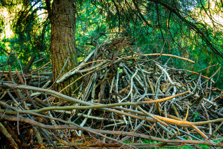 Sawn woodの写真素材