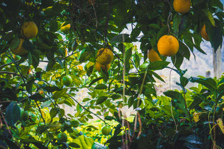 Lemon on tree branchの写真素材