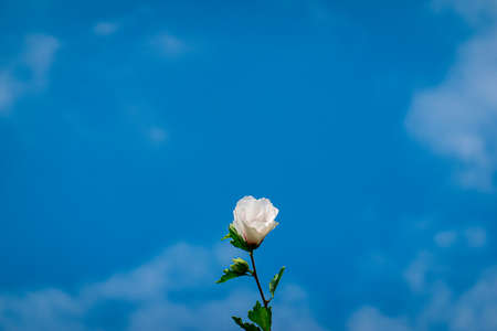Rose with sky backgroundの写真素材