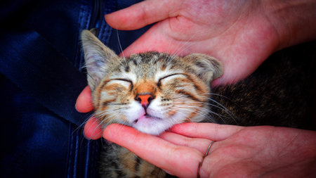 Cat between handsの写真素材