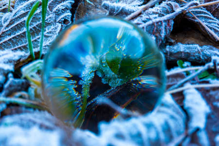 Leaves and lensballの写真素材