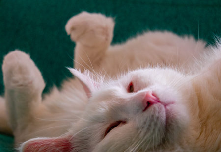 White cat