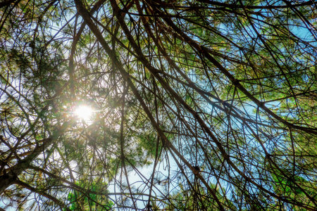 Sun and tree branches